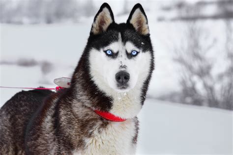 Why Do Huskies Have Blue Eyes? Husky Eye Color Explained