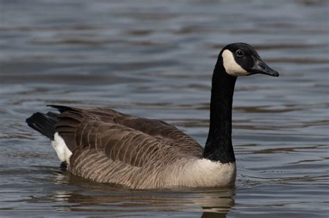 Geese and Swans in the United States! (10 species) - Bird Watching HQ