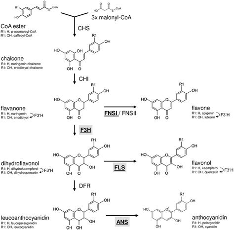 | Schematic, simplified illustration of the core flavonoid aglycon... | Download Scientific Diagram