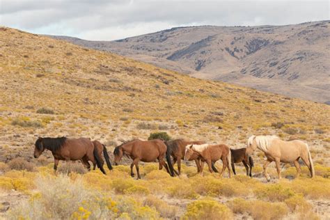 The Magic of Wild / Wild Horses of Nevada – jantrabuephotography.com