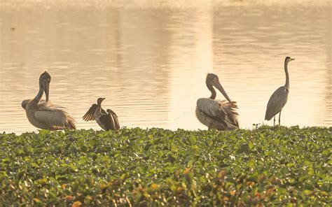 Restoring Chennai’s Lake Sembakkam for water security and improve