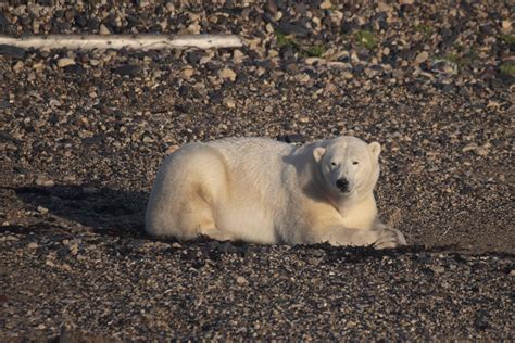 Surviving climate change: Receding ice threatens Canada's polar bears ...