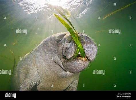 Manatee Seagrass High Resolution Stock Photography and Images - Alamy