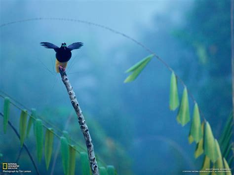 Wallpapers Birds Of Paradise - Wallpaper Cave