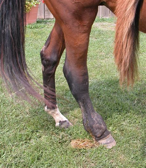 Cellulitis In Horses Treatment - Quotes Trending