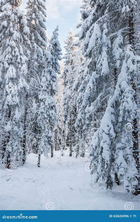 Coniferous Forest with Snow Stock Photo - Image of coniferous, frost ...