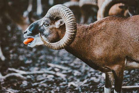 Ram Animal Farm - Free photo on Pixabay - Pixabay