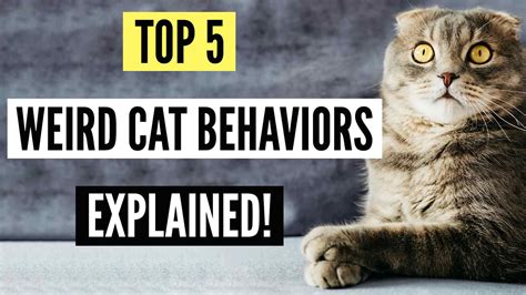 Top 5 Weird Cat Behaviors And What Do They Mean? | Kitty County