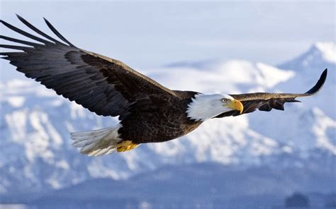 🔥 Free download Wallpapers u Free Download 3D Flying Bald Eagle HD Wallpaper Free [1600x1000 ...