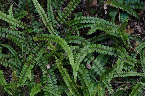 Water ferns. stock photo. Image of forests, green, frond - 165840562