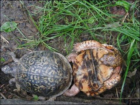 When Do Box Turtles Mate?