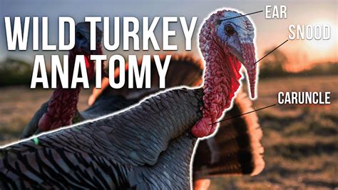 Understand Turkey Anatomy - What You Need to Know (Snood, Caruncle, Wattle) - YouTube