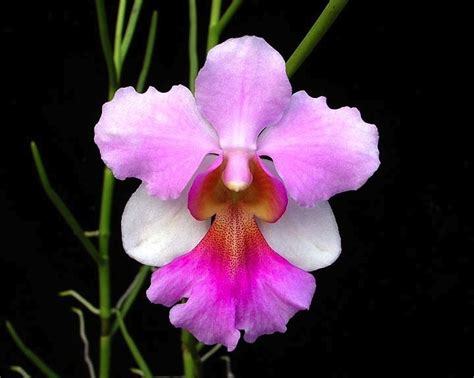 Collection of National Flower Of Singapore Vanda Miss Joaquim PNG ...