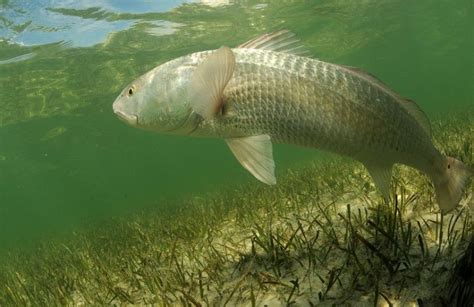 How to Fish for Redfish | Gulf Coast Redfish | Redfish Taste