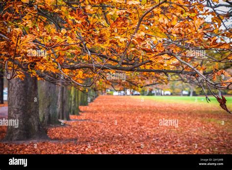 Seasonal landscape, autumn scene in Greenwich park, London Stock Photo ...