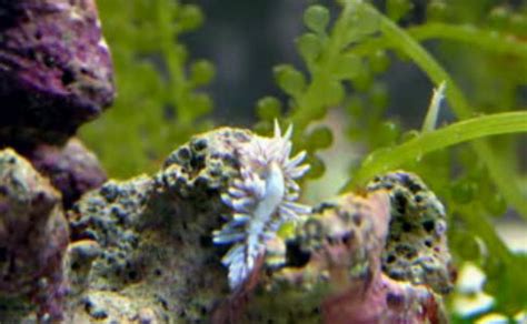 Berghia (Aeolidiella) Nudibranch – Natural Aiptasia Control - Reef Aquarium