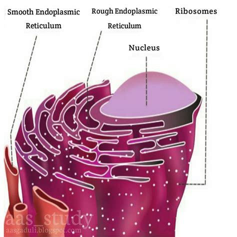 Endoplasmic Reticulum Veterinary Histology