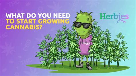 HOW TO START GROWING CANNABIS | Beginner's Guide – BestCBDCenter