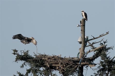 Photo Gallery | Bywyd Gwyllt Glaslyn Wildlife