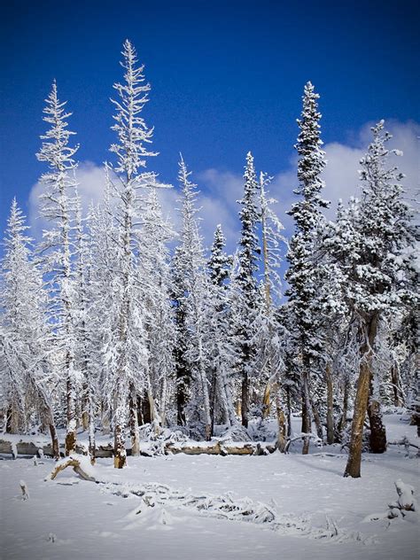 First Snow Photograph by Chris Brannen - Fine Art America