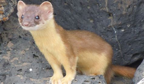 Long-tailed weasel facts, distribution & population | BioDB