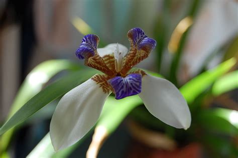 Walking Iris or Apostle plant? Walking Iris, Plants, Photography, Photograph, Fotografie ...