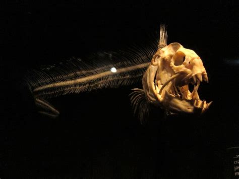 Monterey Bay Aquarium | Wolf Eel skeleton. | Kelly The Deluded | Flickr