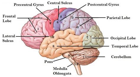 Functional Anatomy