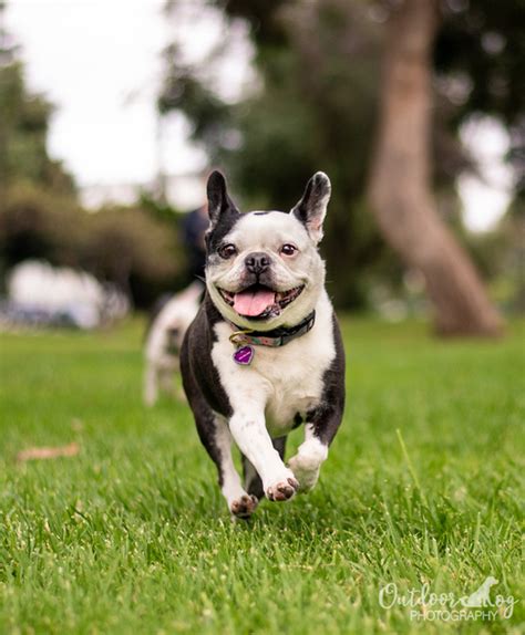 Outdoor Dog Photography | Outdoor Dog