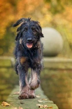 Shepadoodle (German Shepherd-Poodle Mix) Info, Puppies, Pictures