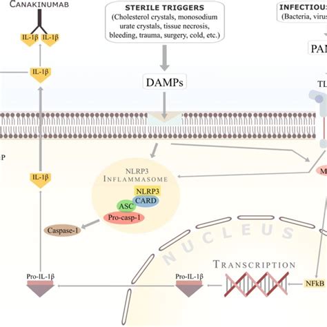 Mechanism of action of anakinra. Both IL-1α and IL-1β act through IL-1 ...