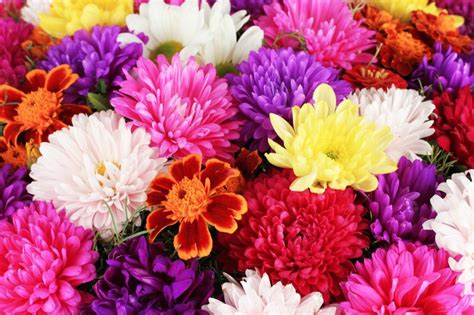 What Is The November Birth Flower? The Meaning of Chrysanthemums