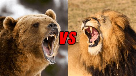 Lion VS Grizzly Bear Who Would Win? - Animals Comparison