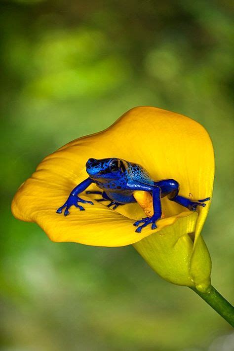 Blue frog | Frog, Animals beautiful, Nature animals