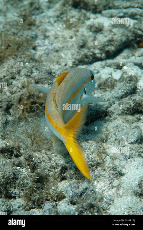 Beautiful Goat Fish, Goatfish Swimming In The Red Sea In Egypt. Blue ...