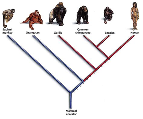 Evolution of The Theory of Evolution Timeline | Timetoast timelines