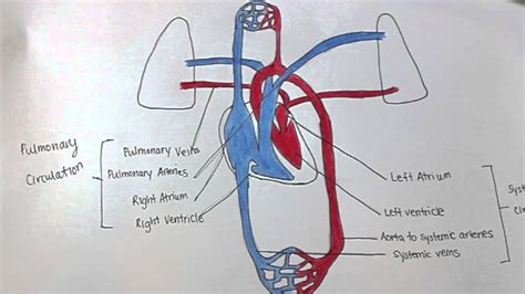 Systemic Pulmonary Circulation Diagram