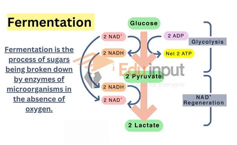 What is Fermentation?-Steps, Types, And Examples