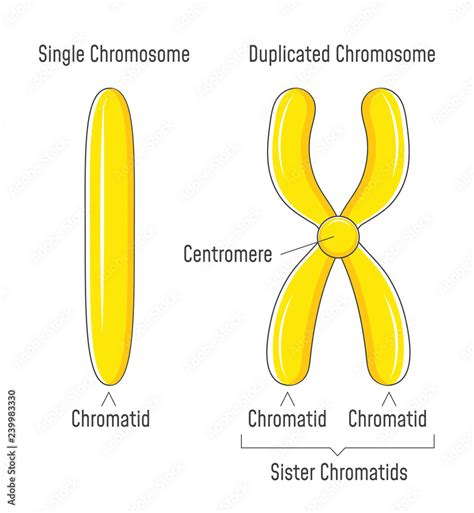 Unduplicated and Duplicated Chromosomes. Sister Chromatids. Stock ...