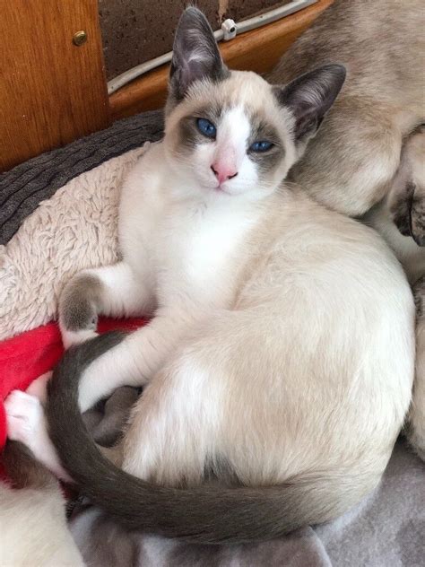 Beautiful Blue eyed Snowshoe Kittens. | in Crediton, Devon | Gumtree