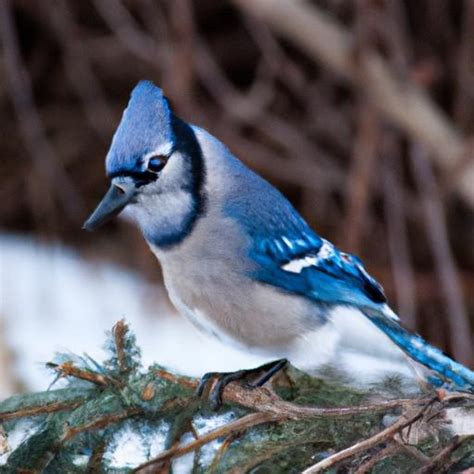 Blue Jay Bird: The Vibrant Icon of North American Skies