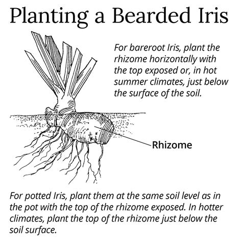 Growing Notes – Twyford Irises