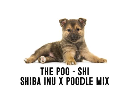 Shiba Inu Poodle Mix – Information and Facts - My First Shiba Inu