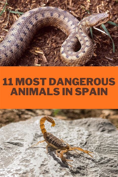 11 Most Dangerous Animals In Spain You Need To Know About in 2022 ...