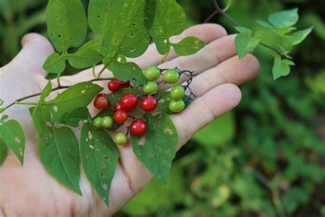 Poisonous Berries ~ A Forager’s Guide