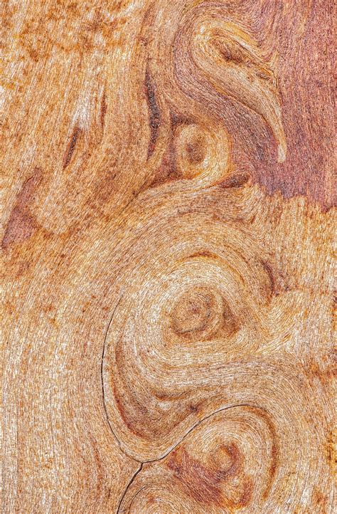 "Maple Wood Grain Patterns, Closeup" by Stocksy Contributor "Mark Windom" - Stocksy