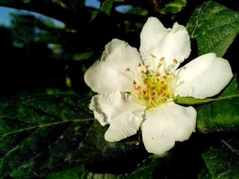 Free picture: medlar, flower