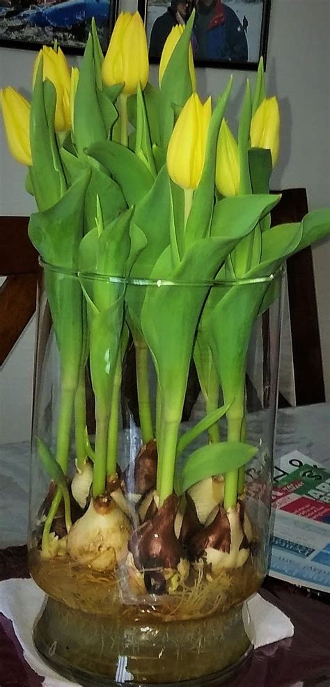 Growing tulips bulbs indoors in water during winter - all it needs it ...