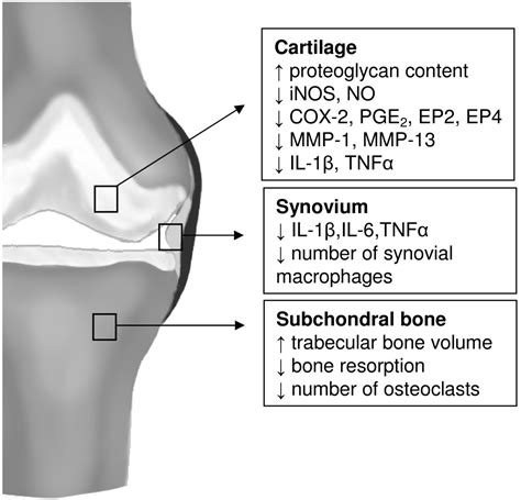 Celecoxib: considerations regarding its potential disease-modifying properties in osteoarthritis ...