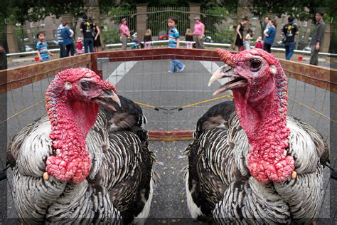 20120609 reflecting on turkey anatomy | i was impressed at h… | Flickr